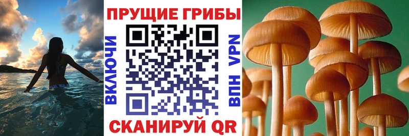 Галлюциногенные грибы прущие грибы  хочу   Кириллов 